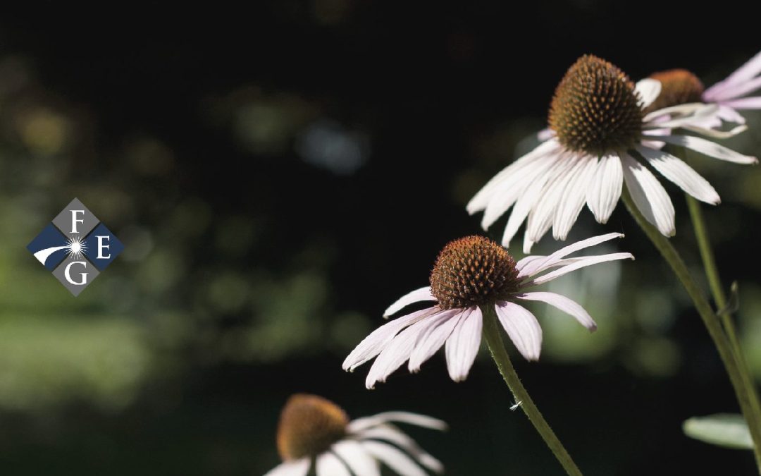 Unit Investment Trusts